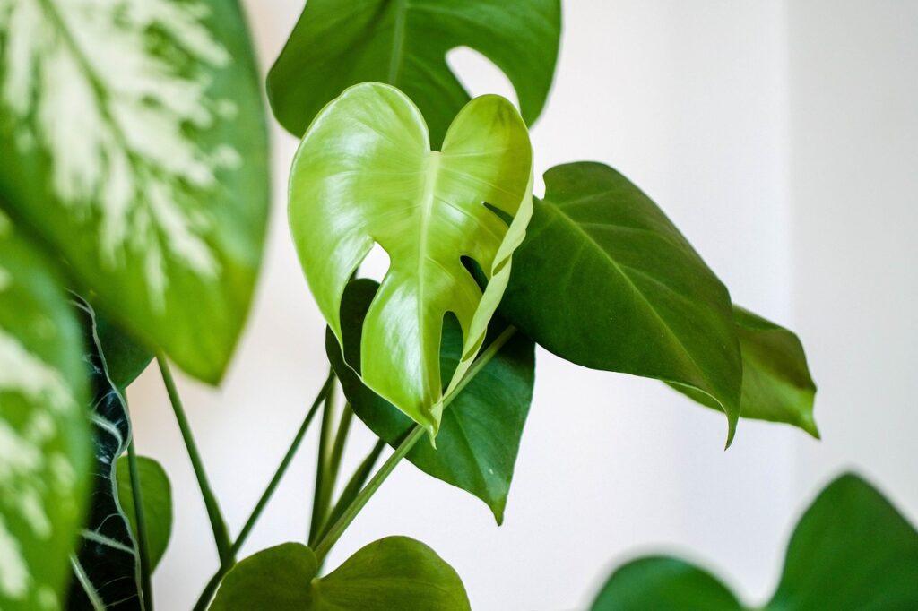 plant lilypad properties spain